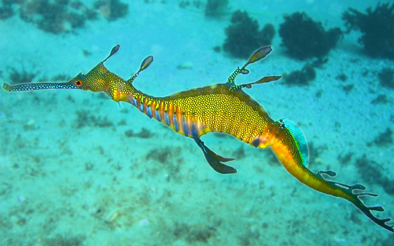 seadragon success